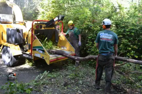 tree services Lookout Mountain